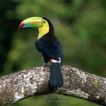 Keel-billed Toucan - V. Campos