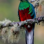 Resplendent Quetzal - V. Campos